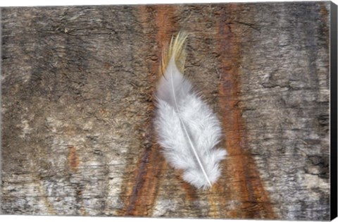 Framed Downy Feather Print