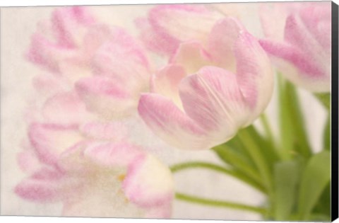 Framed Dreamy Tulips Print
