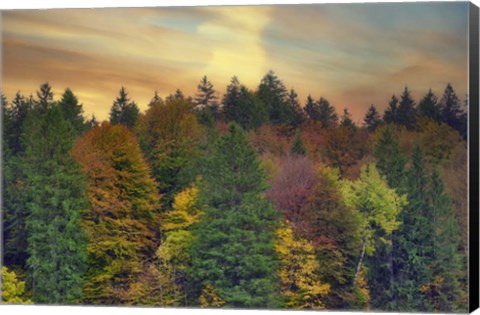 Framed Evening Light Forest Print