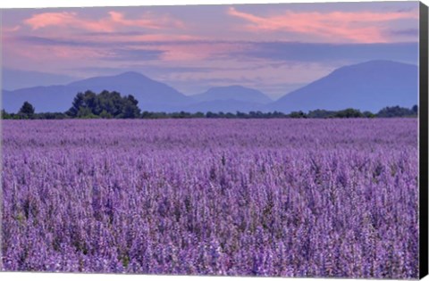 Framed Fields of Clary Sage in Provence Print