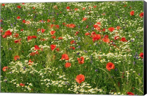 Framed Flower Field with Poppies Print