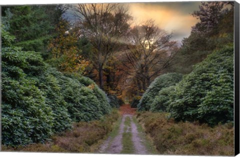 Framed Forest Sunset Print