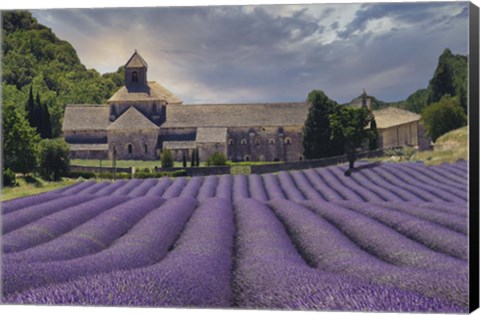 Framed Lavender Fields of Abbaye de Senanque Print