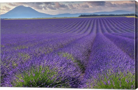 Framed Lavender Fields Provence Print