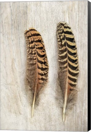 Framed Pheasant Feathers Print