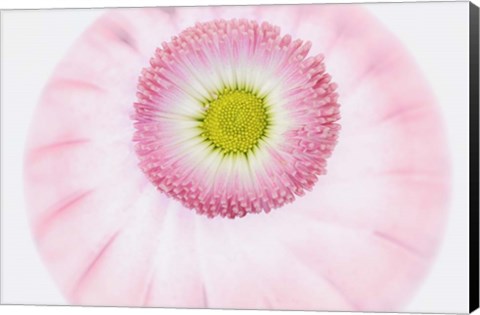 Framed Pink Daisy Print