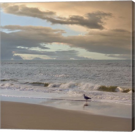 Framed Seagull on Beach Print