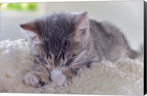 Framed Sleeping Kitten Print