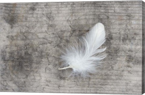 Framed White Feather Print