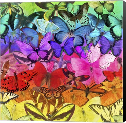 Framed Rainbow of Butterflies Print