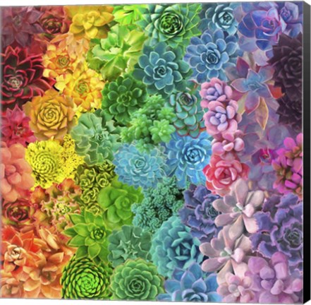 Framed Rainbow Succulents II Print