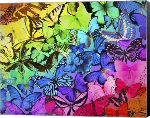Framed Rainbow of Butterflies 2 Print