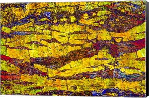 Framed Colorful Bark 1 Print