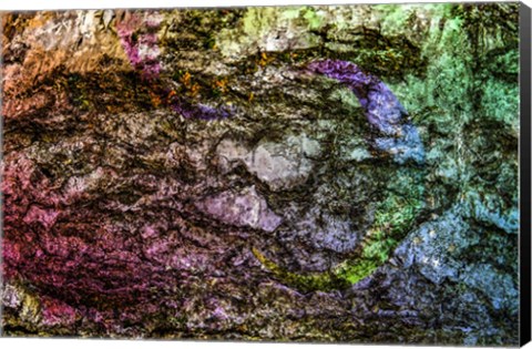 Framed Colorful Bark 15 Print
