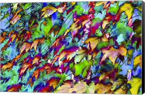 Framed Colorful Foliage 10 Print
