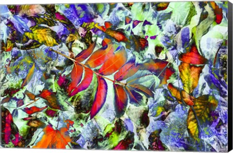 Framed Colorful Foliage 19 Print