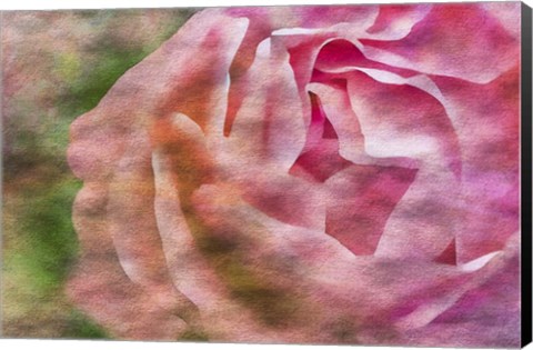 Framed Roses on Canvas 1 Print