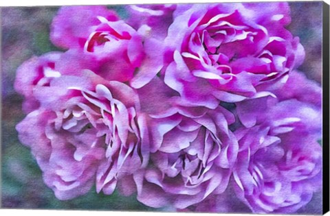 Framed Roses on Canvas 4 Print