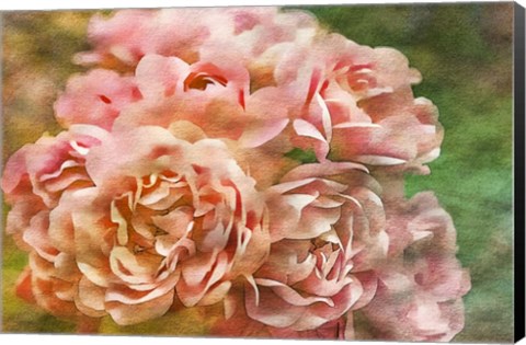 Framed Roses on Canvas 25 Print