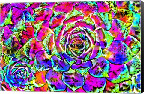 Framed Succulent Dressed in Rainbow Colors 27 Print