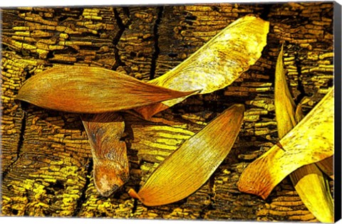 Framed Nature in Yellow Tones 6 Print