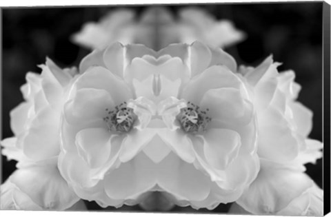 Framed Twin Rose 1 Print