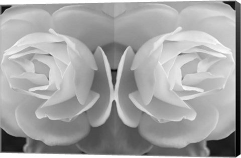 Framed Twin Rose 8 Print