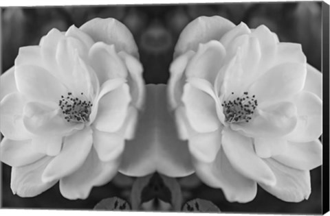 Framed Twin Rose 26 Print