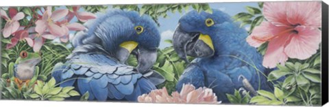 Framed Blue Macaws Print