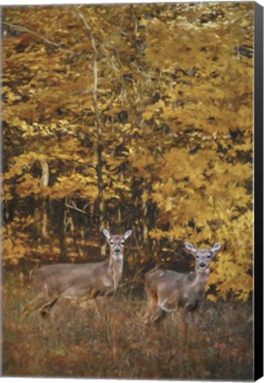 Framed Whitetails In Autumn Print