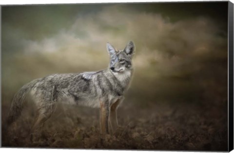 Framed Before The Storm Print