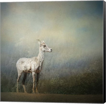 Framed Colorado Mountain Goat Print