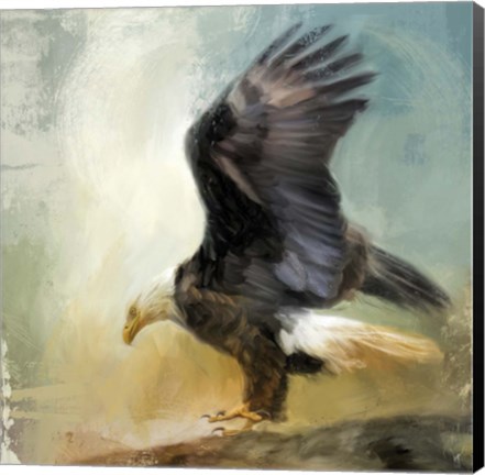 Framed Dance Of The Bald Eagle Print