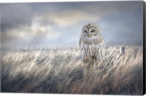 Framed Field Seeker Print