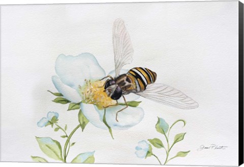 Framed Bee In Watercolor Print