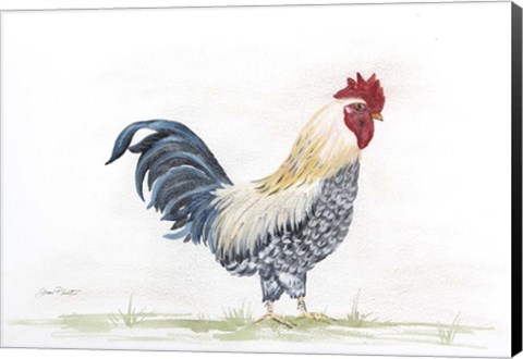 Framed Rooster In Watercolor Print
