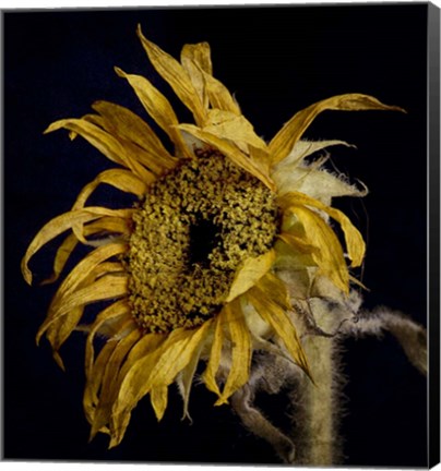 Framed Dried Sunflower 2 Print