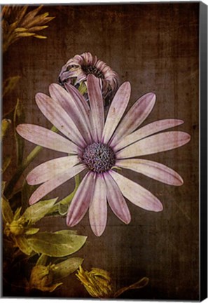 Framed Gerber Daisy 3 Print