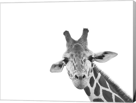 Framed Giraffe Print