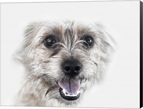 Framed Happy Dog Print