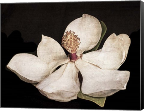 Framed Magnolia 2 Print