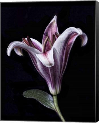 Framed Purple Lily Print