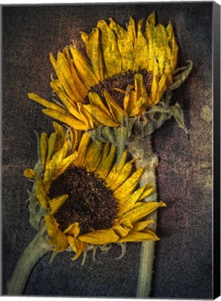 Framed Sunflowers Print