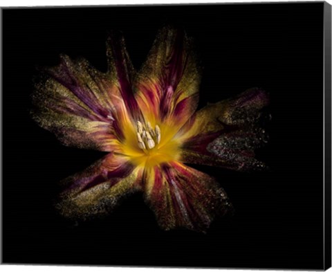 Framed Flower Explosion Print