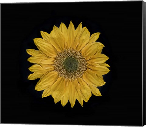 Framed Sunflower 2 Print