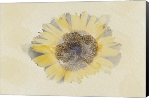 Framed Sunflower 3 Print
