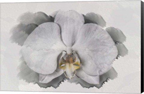 Framed White Orchid Print