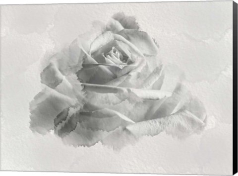 Framed White Rose Print