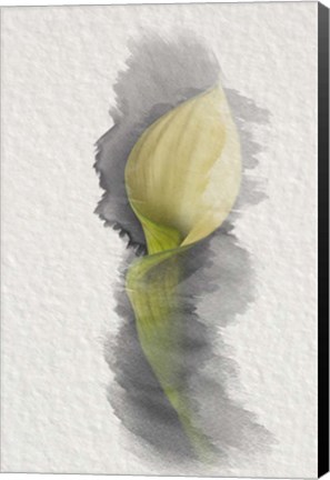 Framed Yellow Calla Lily Print