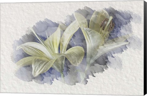 Framed Yellow Lily 2 Print